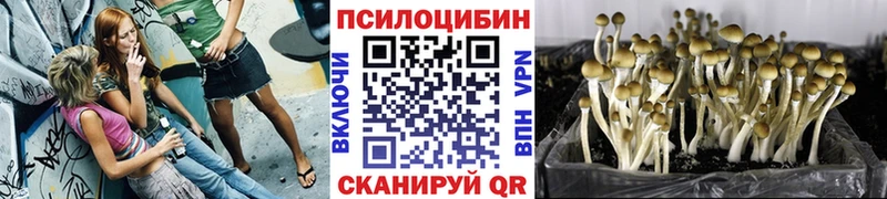 mega как войти Рязань Галлюциногенные грибы мицелий
